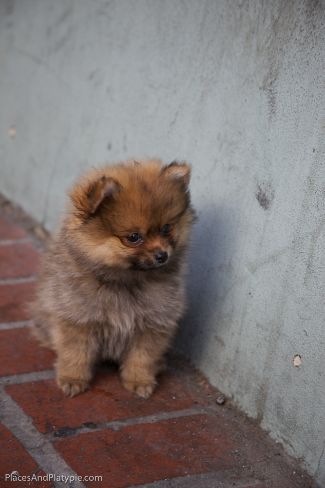 Who you calling plush toy?