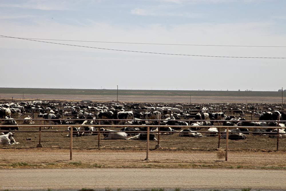 April 16 - Day 4 - Half-mile long feedlot in Texas Panhandle. You can smell the feedlots for miles.