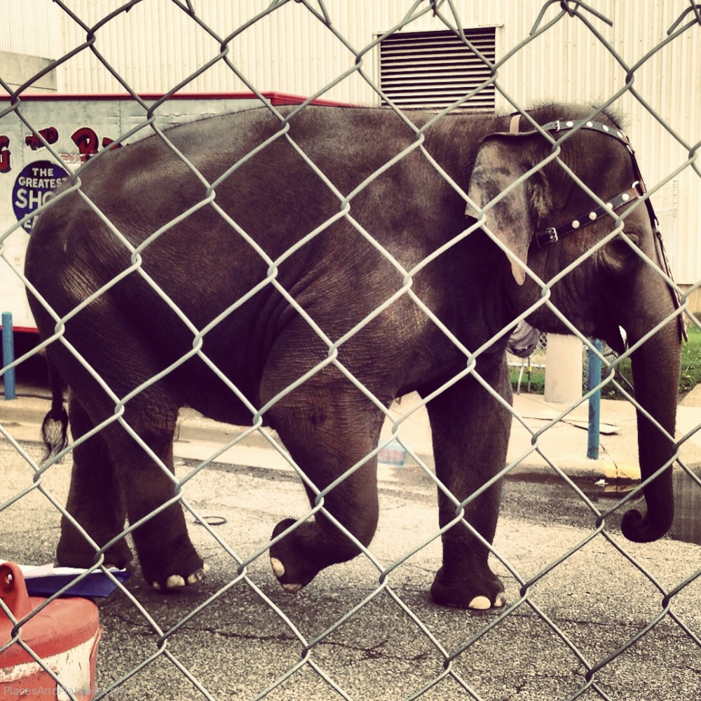 Flat tires in West Virginia, but we did have very interesting neighbors for a few days.