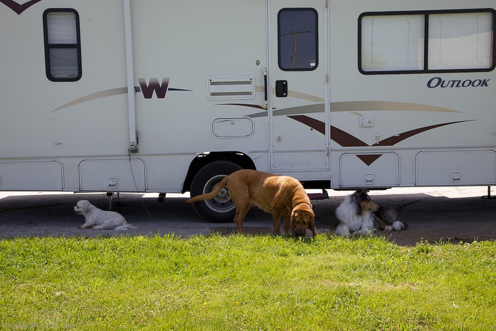 Parked at Calli's barn in Maryland. Many other dogs envy Sully his nomadic lifestyle.