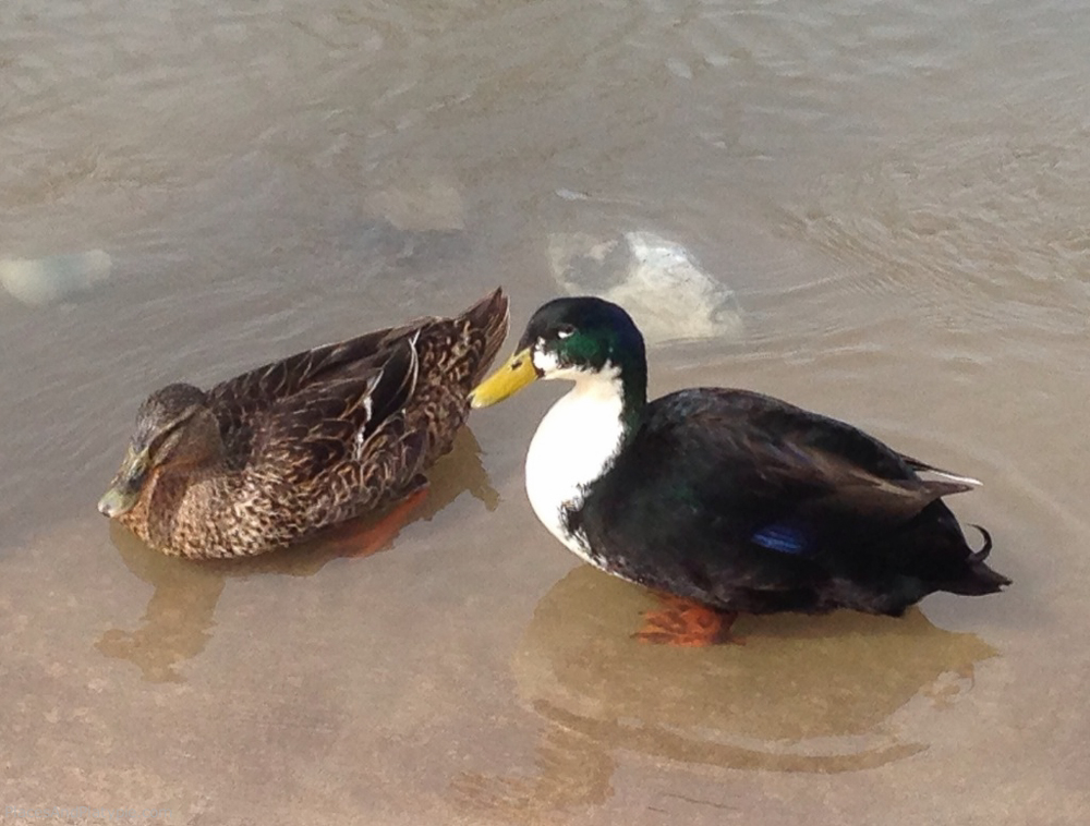 April 23  - Day 11- Greeters came to see us when we changed drivers by a large puddle.