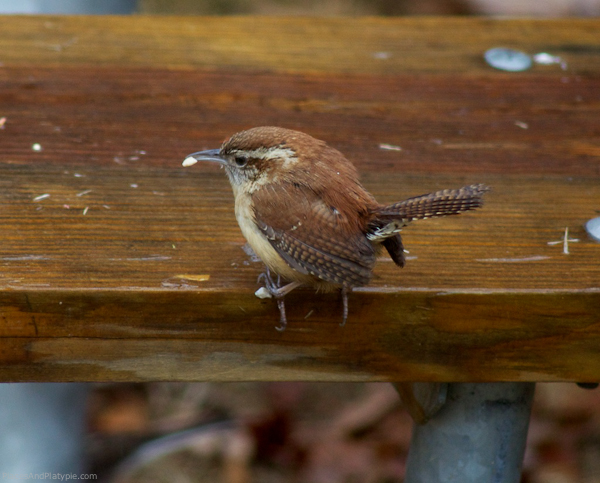 Stone Mountain, Georgia: This Carolina Wren is not so sure about the peanut treats.