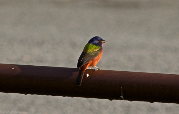Texoma Dam, Texas: This painted Bunting came around for a few days, but we never saw him eat anything.