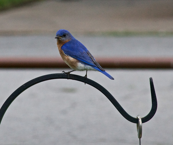Texoma Dam, Texas: We put out mealworms and got a few bluebirds.