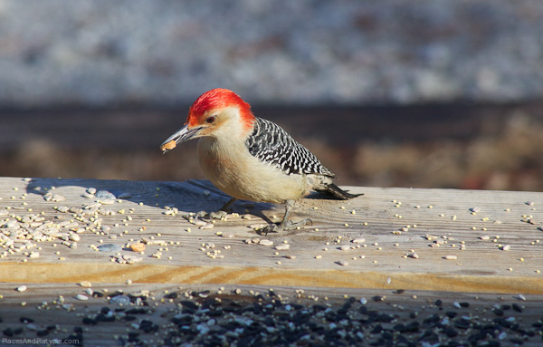 Stone Mountain, Georgia: Red-Bellied Woodpecker enjoying some peanut treats.