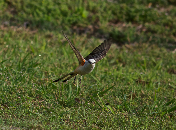 Texoma Dam, Texas: Several Scissor-tailed Flycatcher hung out around the camper, but I never saw any come to our feeders. They are beautiful to watch dancing over the grasses.