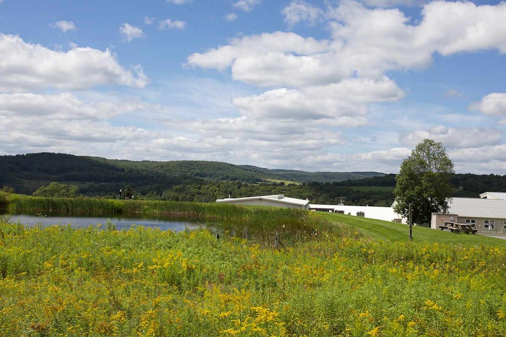 A field of golden rods and the pond behind the paint factory.