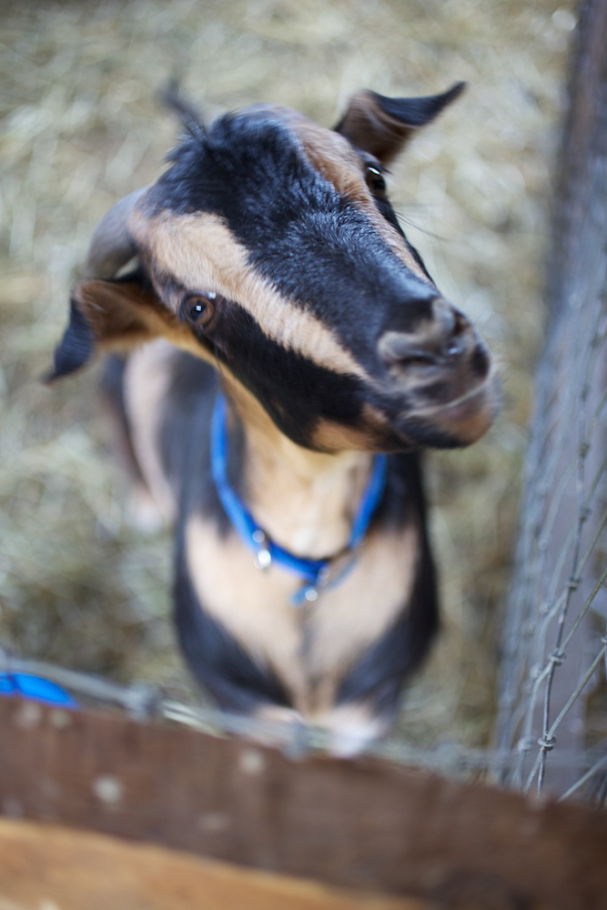 Please say you like my cheese