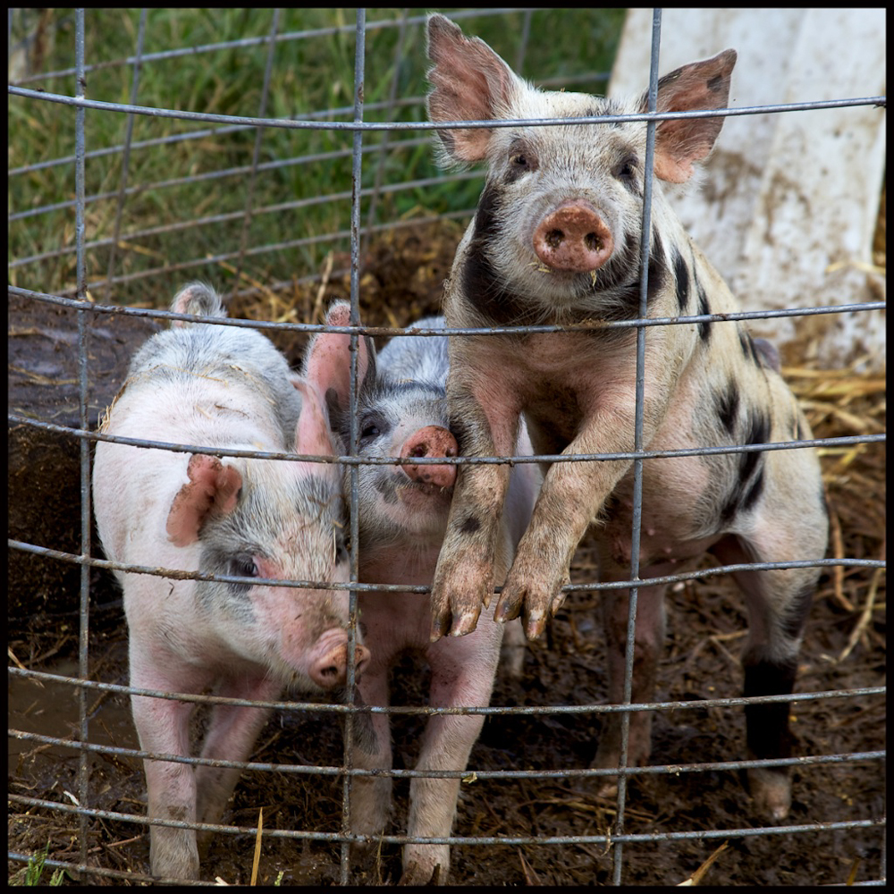 Must be Hog's Head Cheese?