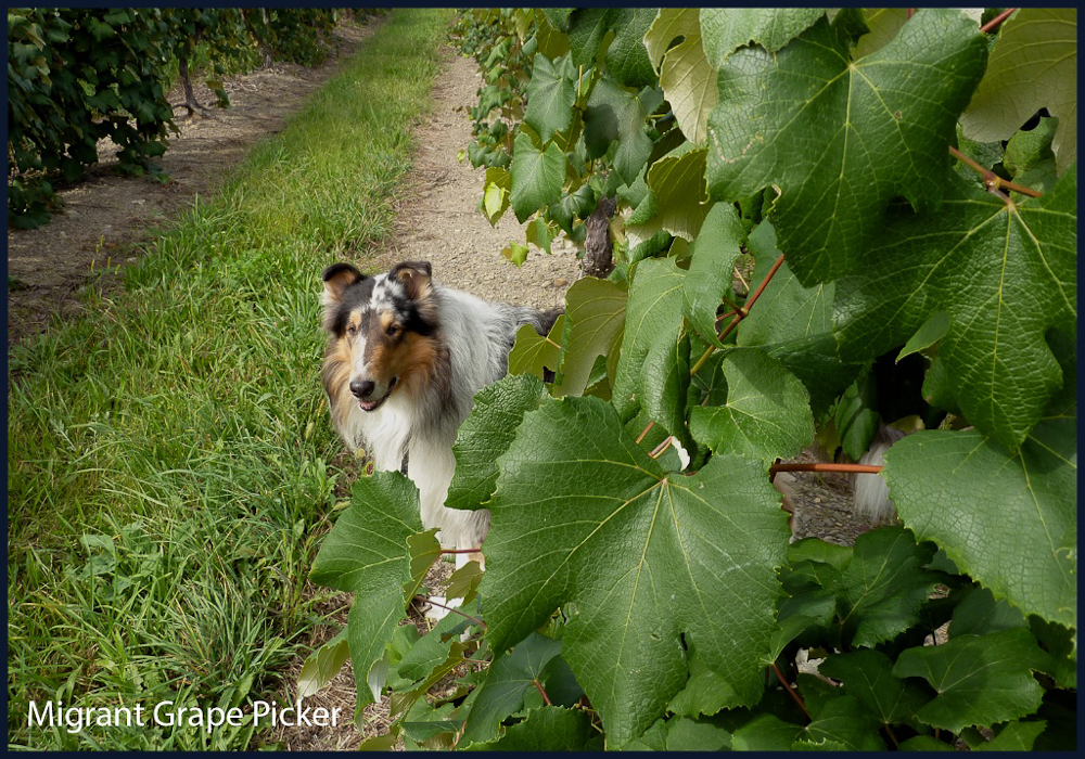 Migrant Grape Picker