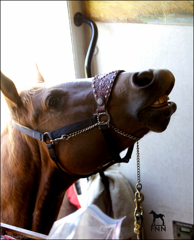 I love to visit the camper and hustle Peggy for treats. She is a sucker.