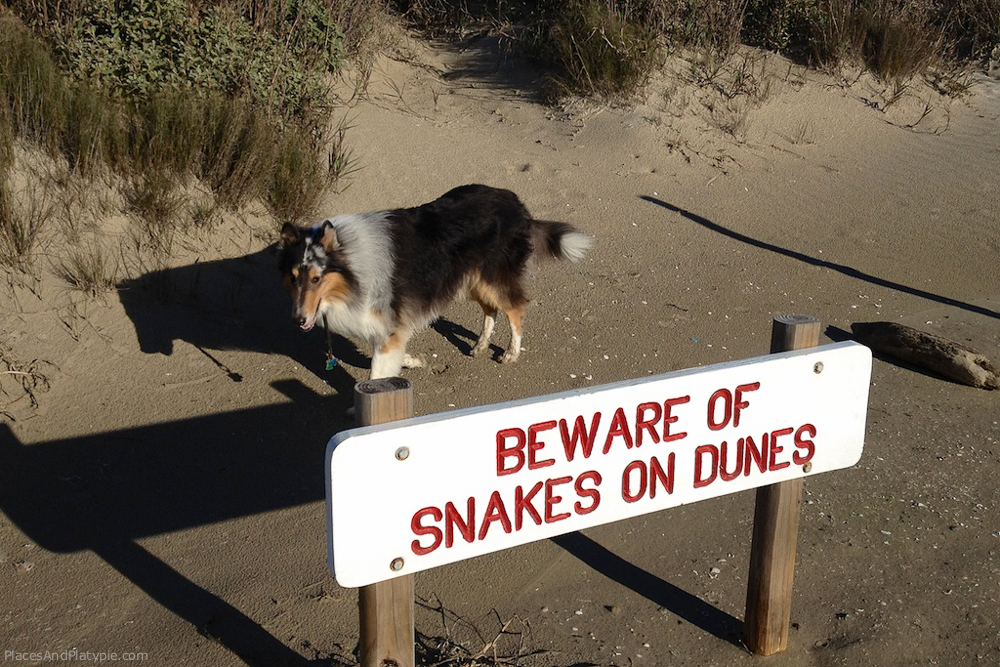 …thus proving that collies can't read...