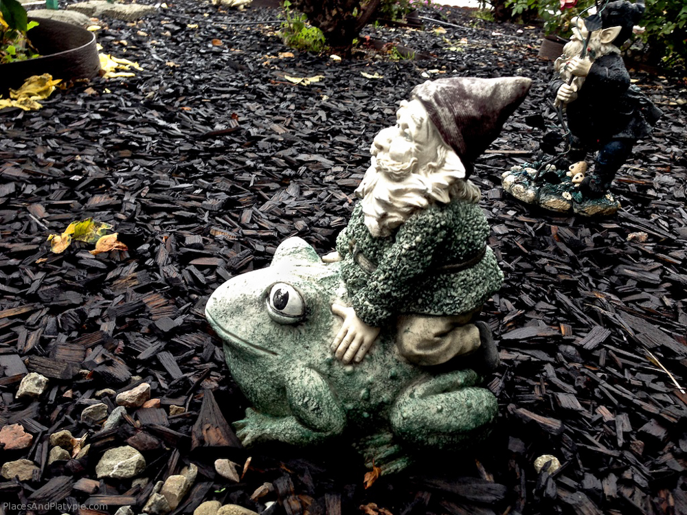 Heroic frog attempting to return garden gnome to the wild.