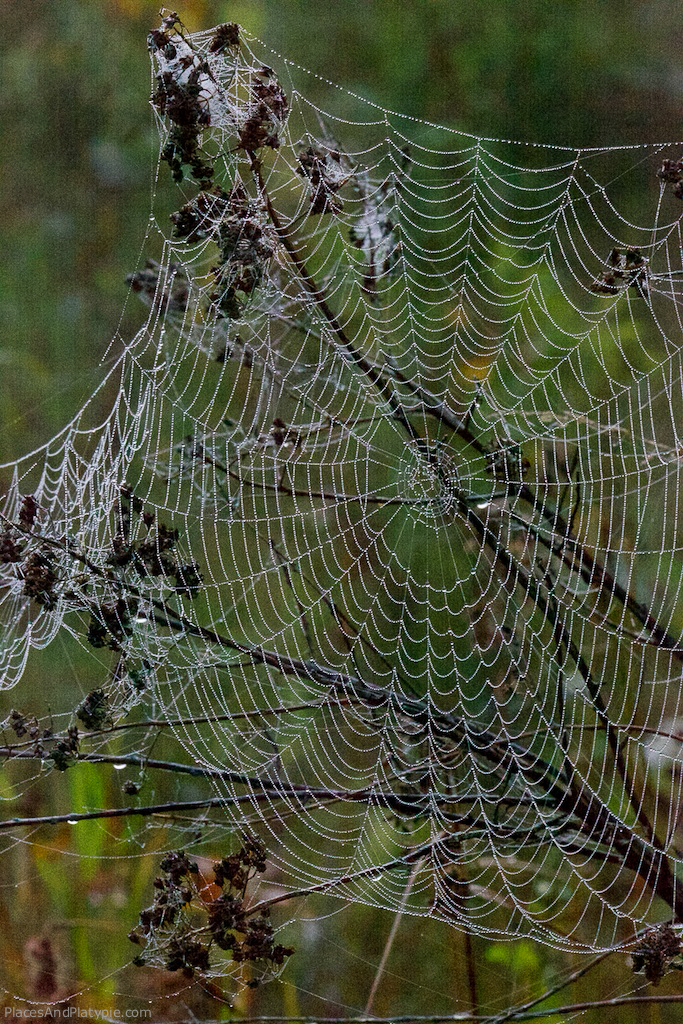 Another beautiful spider web