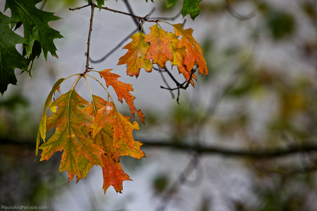 Oak leaves