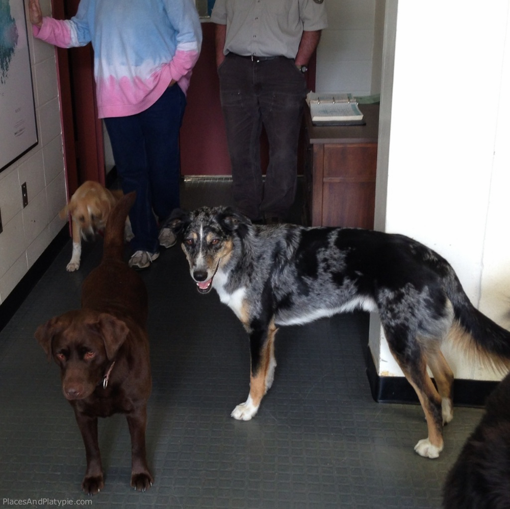 The staff at Green Lake Fish Hatchery greeted us warmly with wagging tails and big smiles.