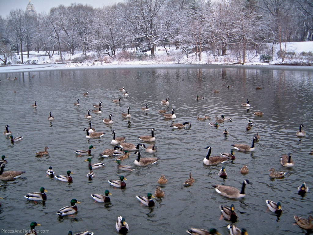 Canada Geese and Mallards on the lake in Central Park