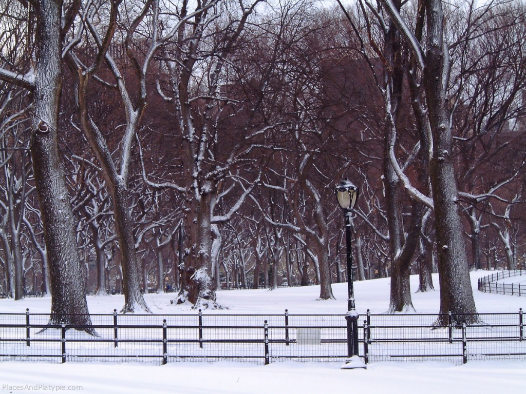 Snow and iced coated trunks on the largest remaining stand of American Elms trees  along the Mall and Literary Walk in Central Park.