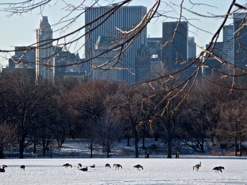 Looking south across The Great Lawn in Central Park towards Midtown Manhattan.