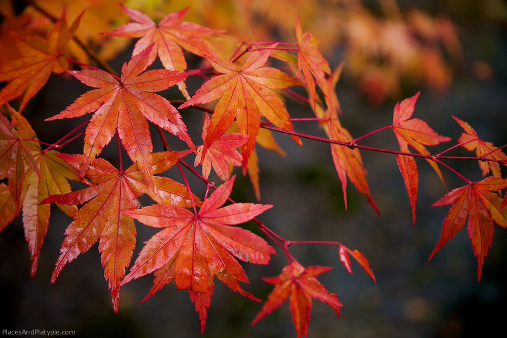 Shiny, wet maple leaves