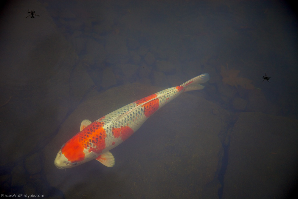 I love the insects swimming near this koi.