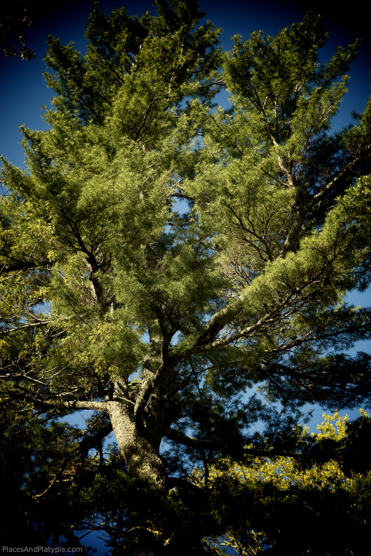 Tree that shades our camper… when the sun shines