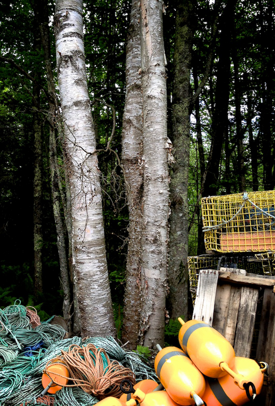 In the Lobster-woman's yard