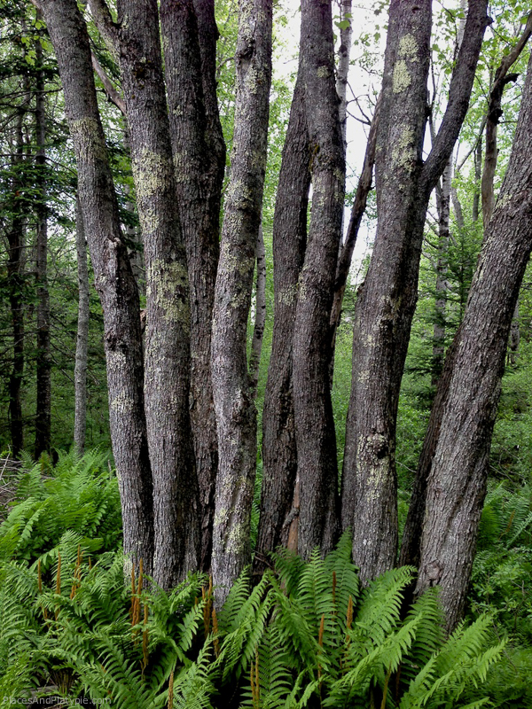 Huge ferns...