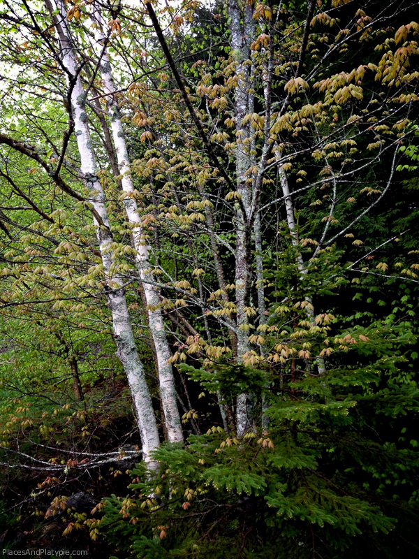 Woods above hatchery
