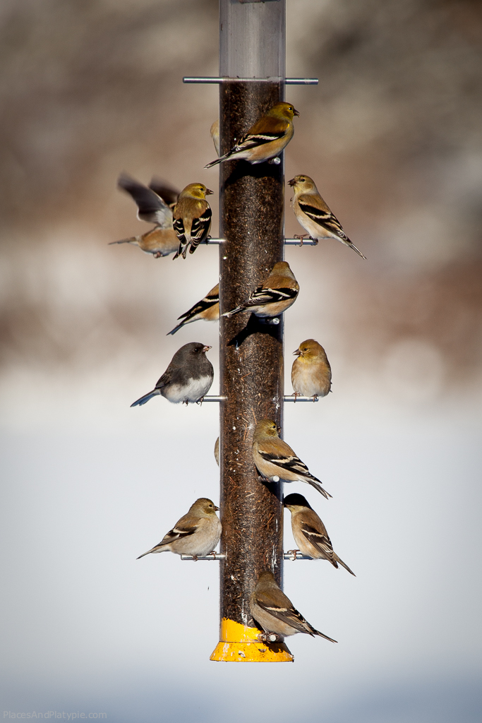 Goldfinches and a junco are lined up on the thistle seed feeder.