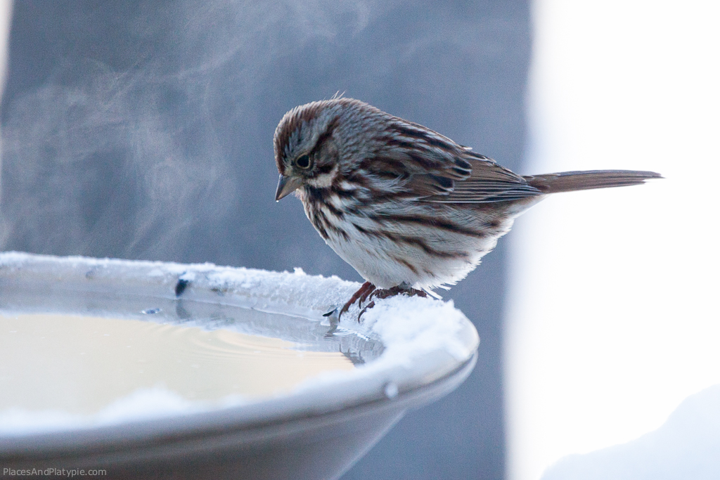 Female house finch contemplates entering the spa. (Heated water supply)