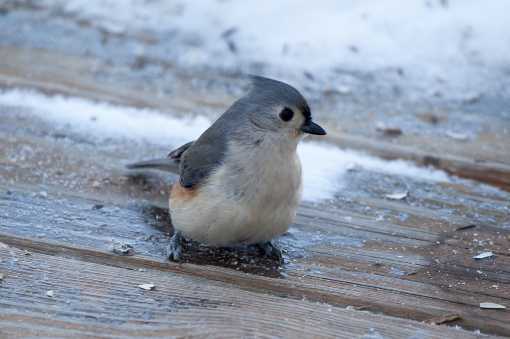 Oops, droppped another sunflower seed, Tufted Titmouse