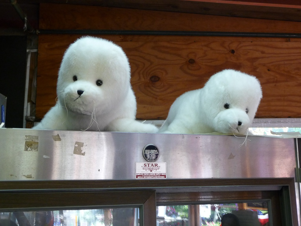 The seals are cooling off on the cheesecake fridge.