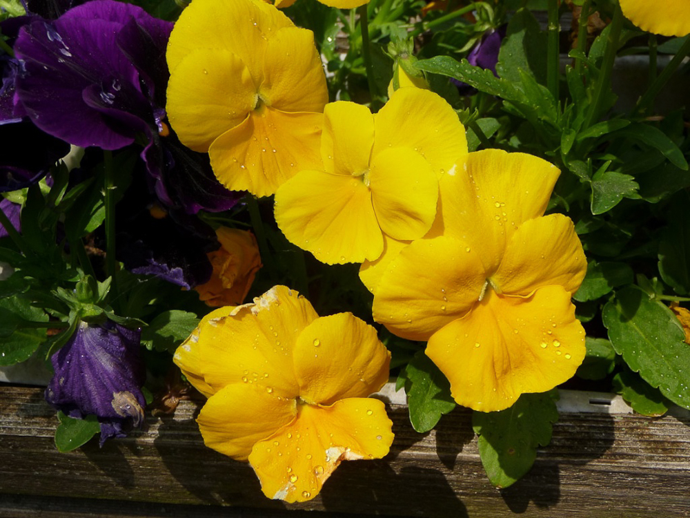 Pansies