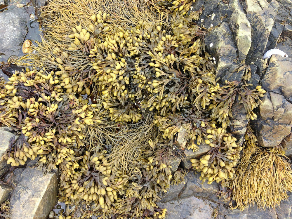Along the shoreline, Wrack Seaweed