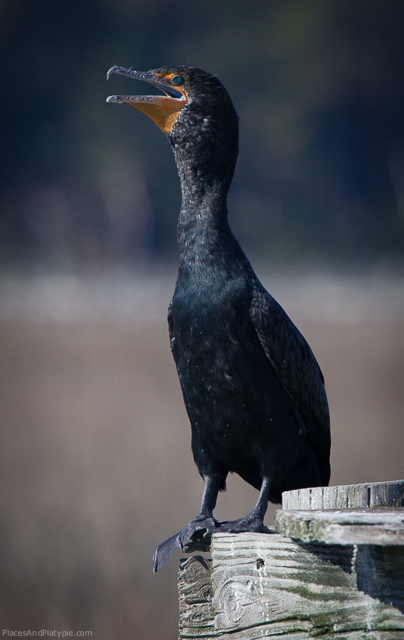 Double-crested Cormorant: I want eyes this color.