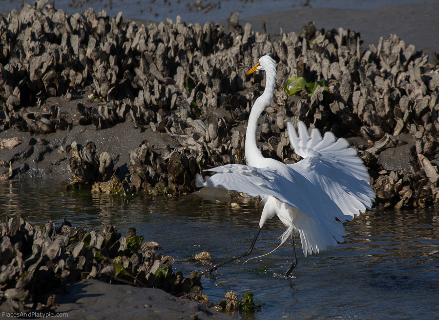 Great Egret hunting in a re-seeded oyster bed