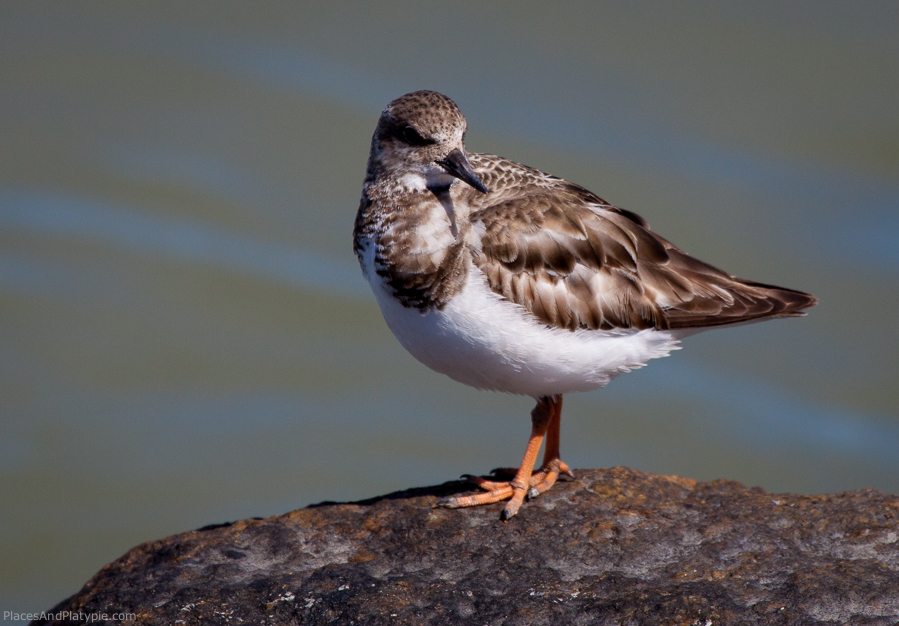 Ruddy Turnstone (sounds like some English actor from the 40s)
