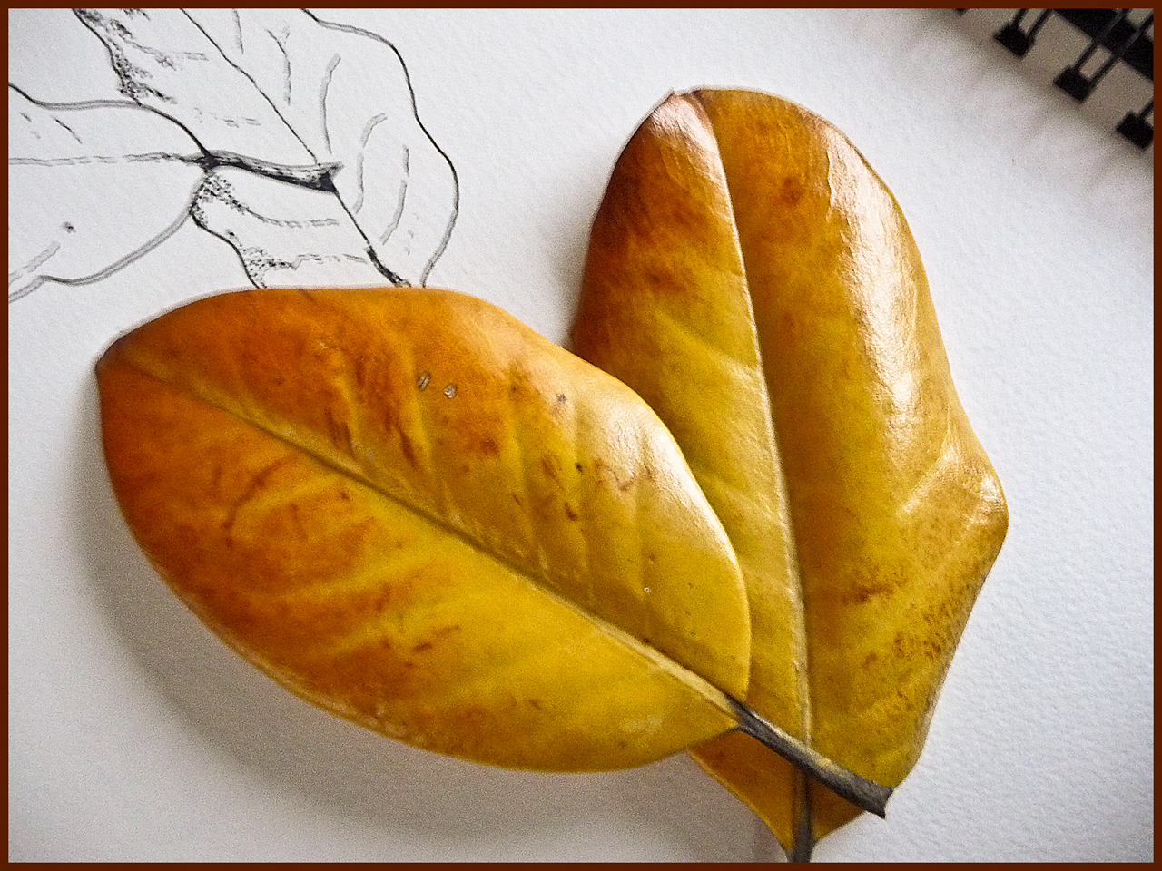 Magnolia Leaves