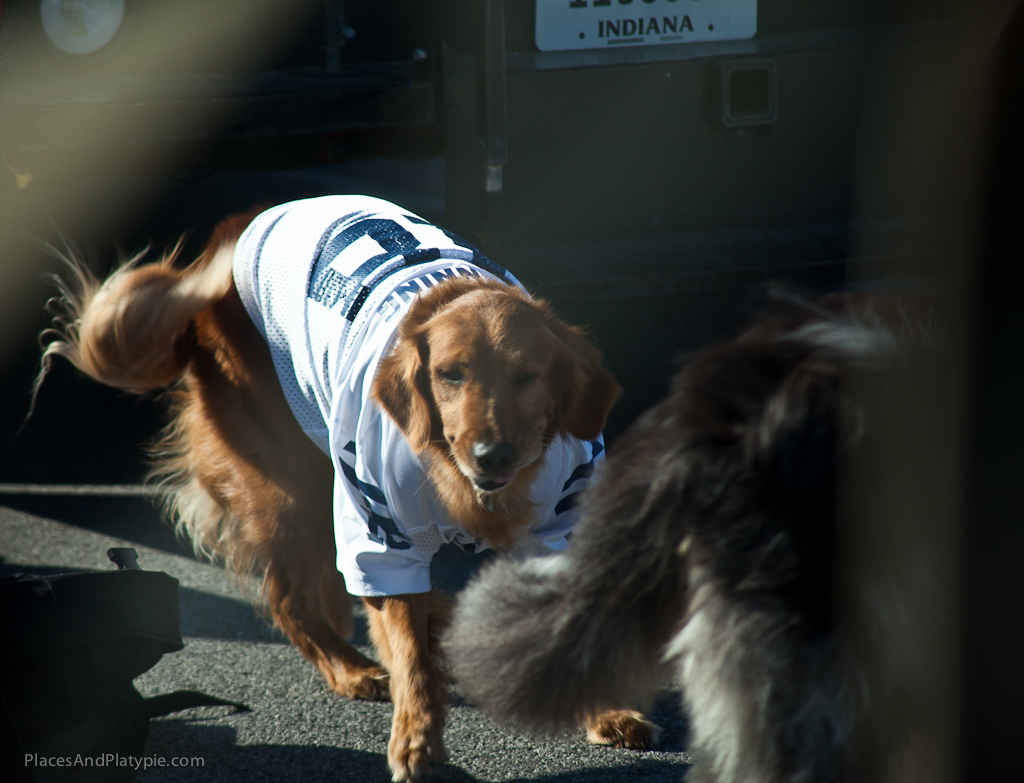 Bailey (Colts Dog) meets Sully (Platypie Dog)!