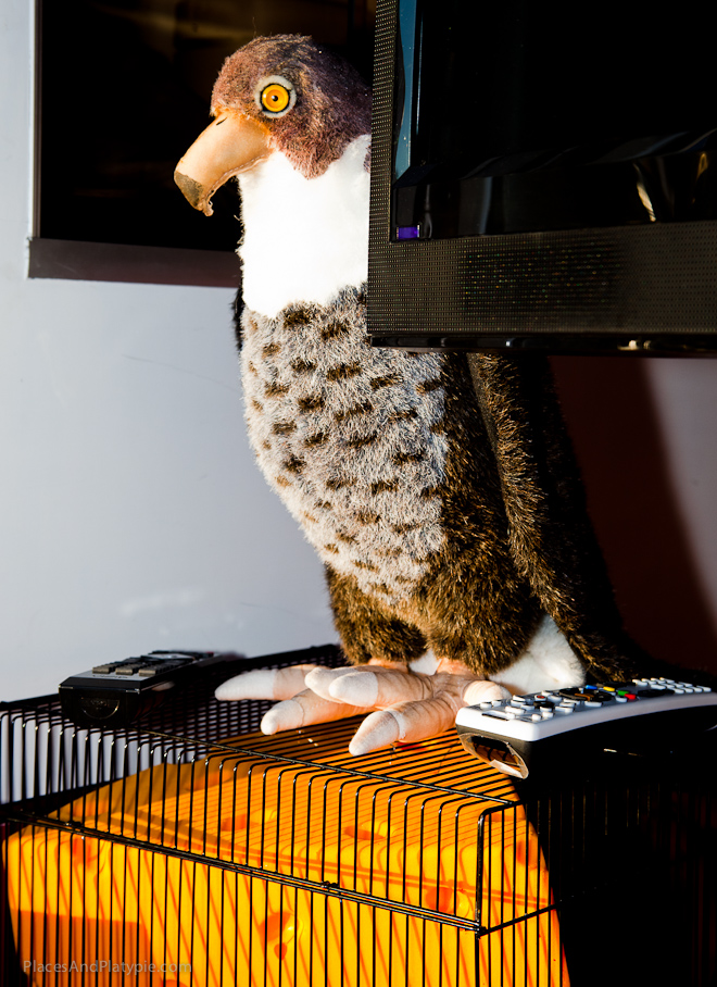 The Falcon is holding down a captive Cheese!