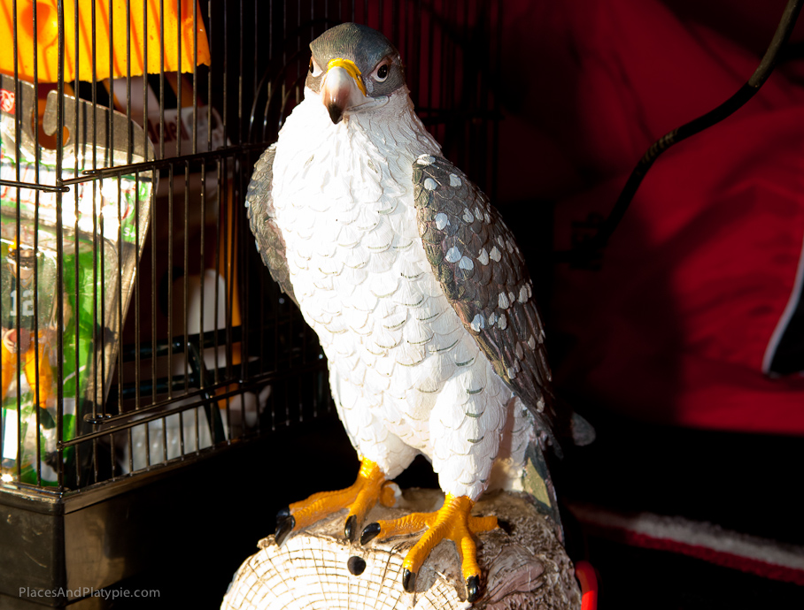 BirdWatchers Falcon!