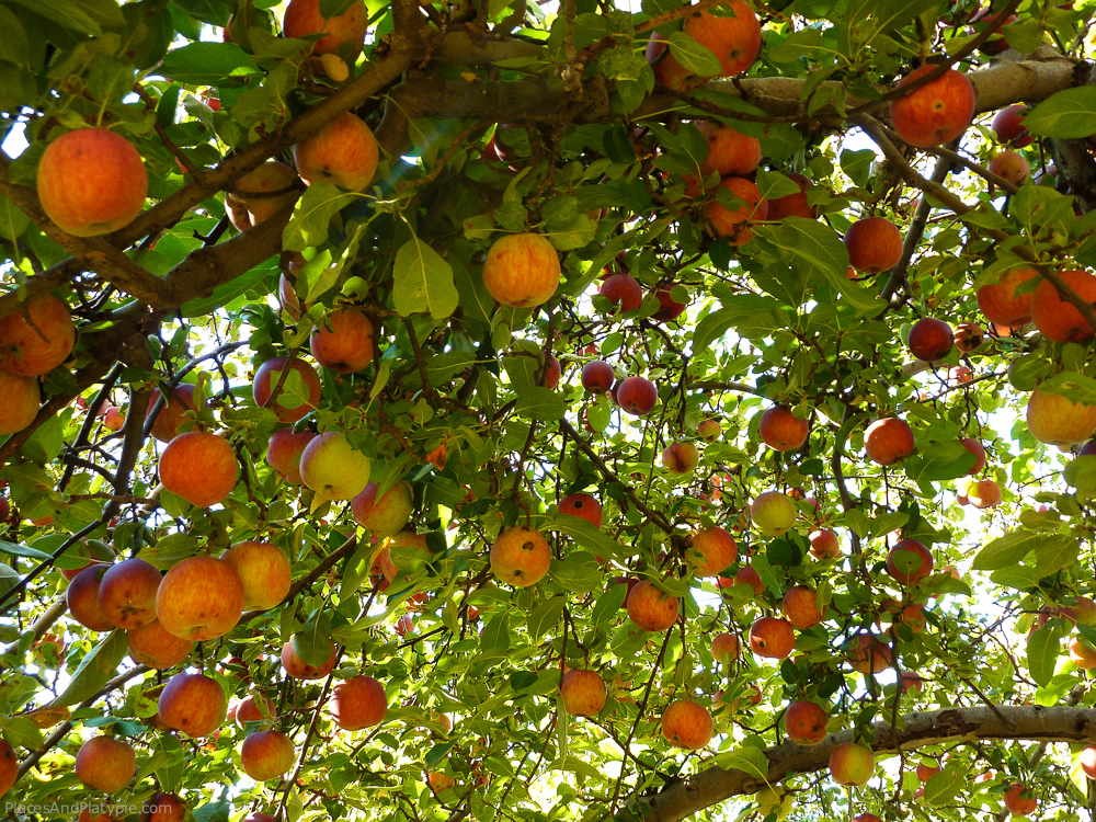 Morning in the orchard. I never knew that many apples could be on one tree.