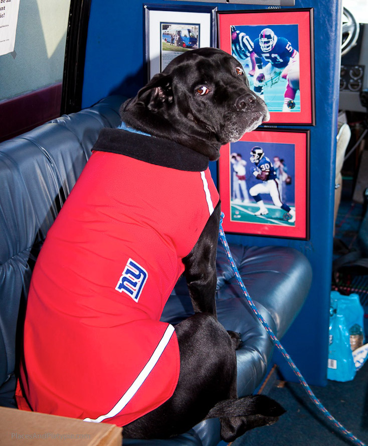 Dozer is psyching up for the game!