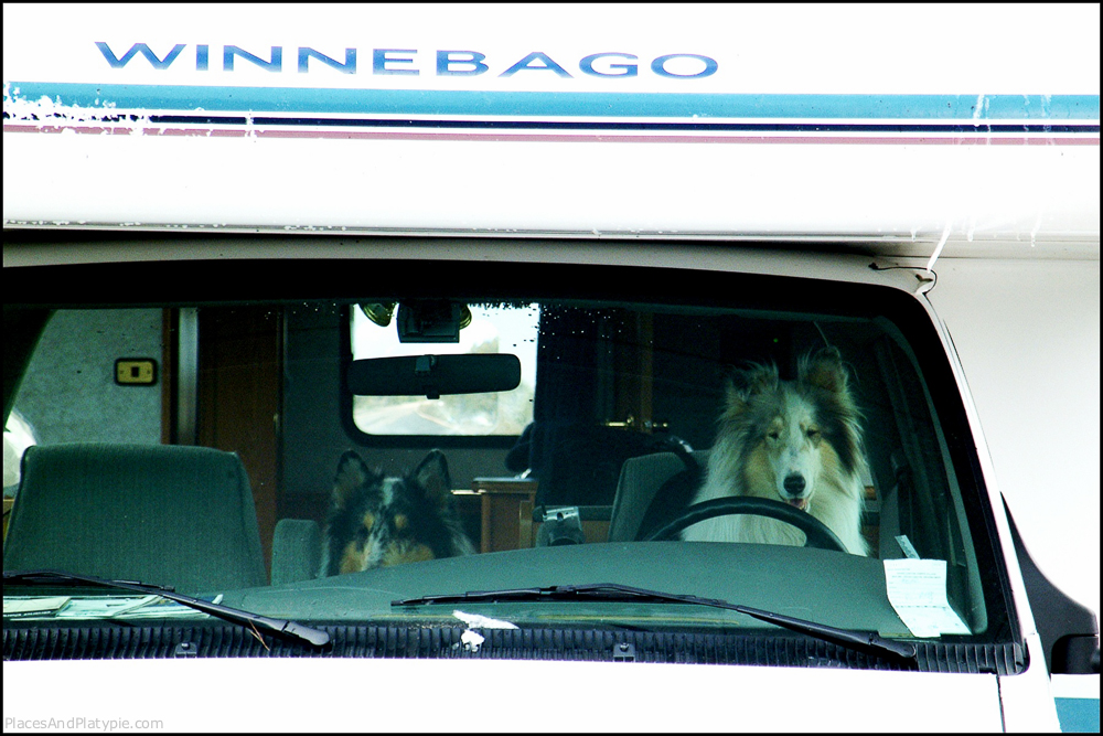 Grand Canyon with Newton and Frida. She was not a very good driver. We got MinnieBe in 2001.