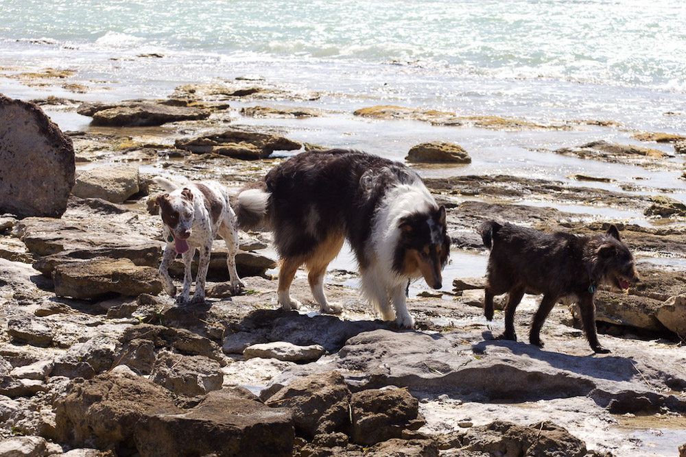Hanging out with my four-legged friends