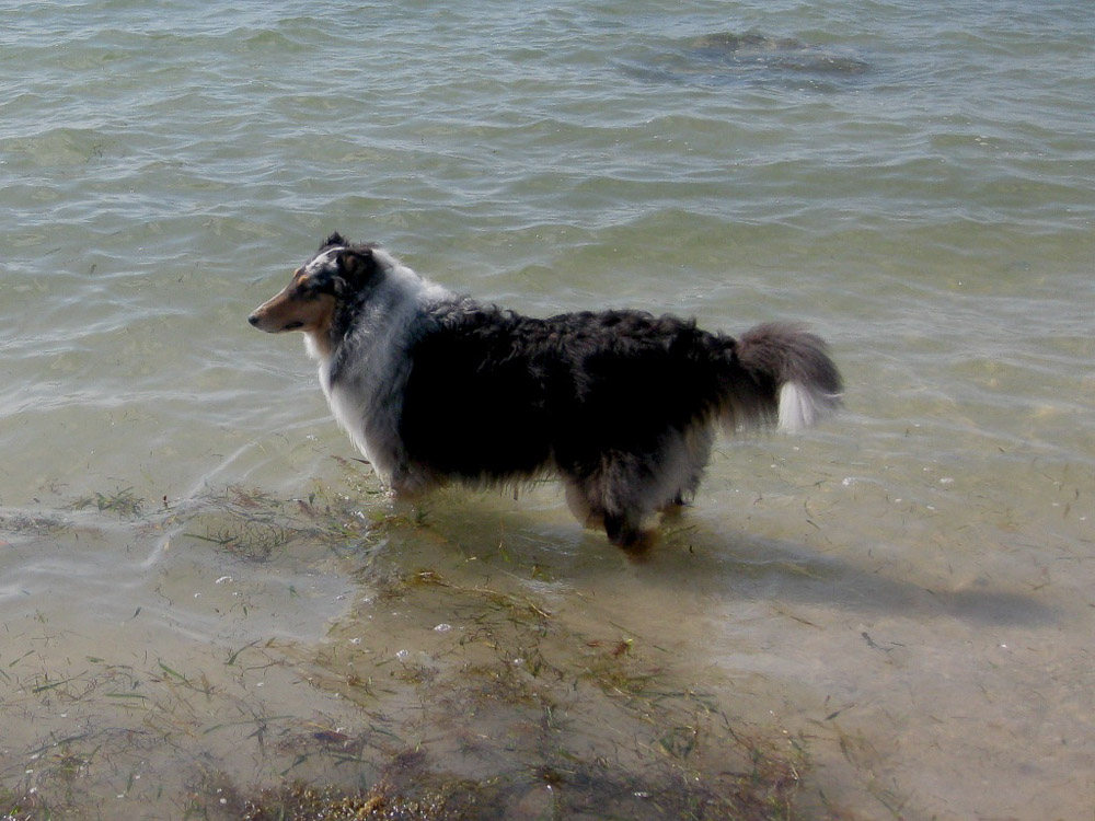 This feel good on my paws.